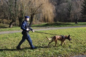 przewodnik i pies służbowy