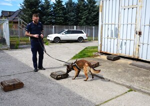pies służbowy podczas tresury