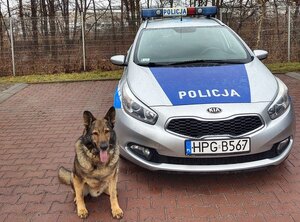 pies służbowy przy radiowozie