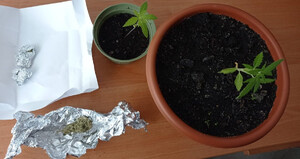 sadzonki konopi oraz susz w zawiniątkach