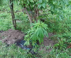 krzew konopi indyjskiej ujawniony przez policjantów