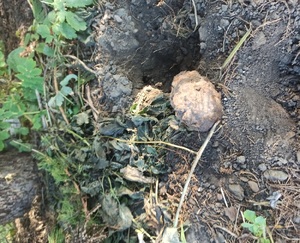 wykopany skorodowany niewybuch