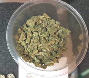 zabezpieczona marihuana -