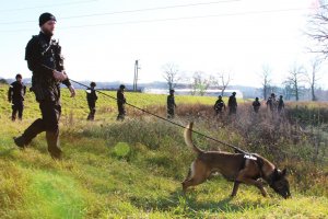 12. Umundurowani policjanci z psem tropiącym przeszukują zarośla za nielegalnymi imigrantami