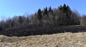 las obok wypalone pole