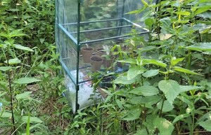 fragment szklarni, wewnątrz widoczne doniczki z sadzonkami konopi