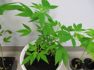 konopie w doniczkach