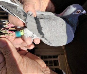 gołąb trzymany w dłoniach mężczyzny — kopia