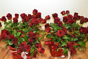 15. czerwone róże przygotowane dla pracownic obecnych na utoczystości