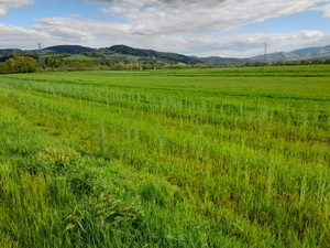 zielone zboża rosnące na polach