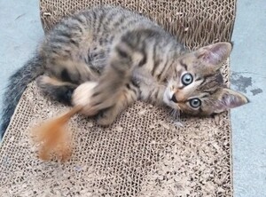 uratowany mały kotek na drapaku