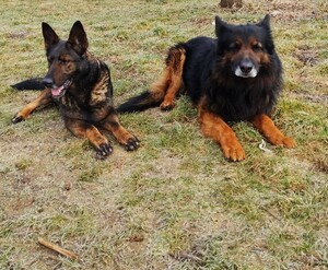 od lewej pies do wyszukiwania narkotyków JAMAJKA, obok pies patrolowo-tropiący JASAN